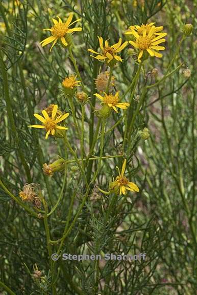 senecio flaccidus var douglassii 4 graphic